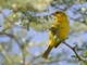 Hepatic Tanager (Piranga flava) - Female
