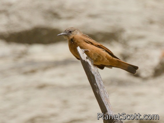 Cliff Flycatcher (Hirundinea ferruginea)