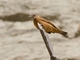 Cliff Flycatcher (Hirundinea ferruginea)