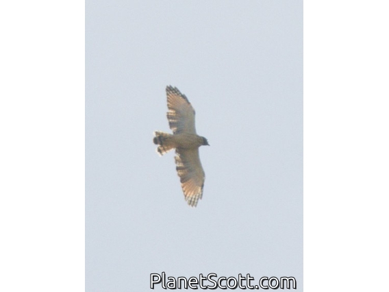 Short-tailed Hawk (Buteo brachyurus)