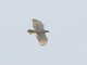 Short-tailed Hawk (Buteo brachyurus)