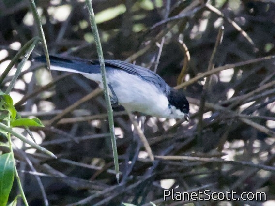 Black-capped Warbling Finch (Microspingus melanoleucus)
