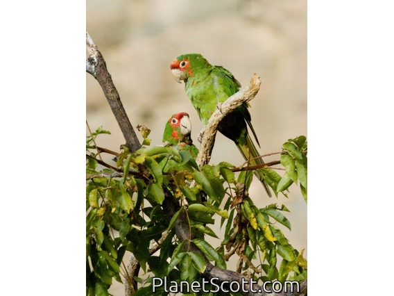 Mitred Parakeet (Psittacara mitratus)