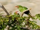 Mitred Parakeet (Psittacara mitratus)