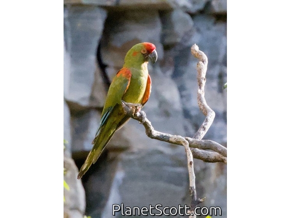 Red-fronted Macaw (Ara rubrogenys)