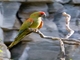 Red-fronted Macaw (Ara rubrogenys)