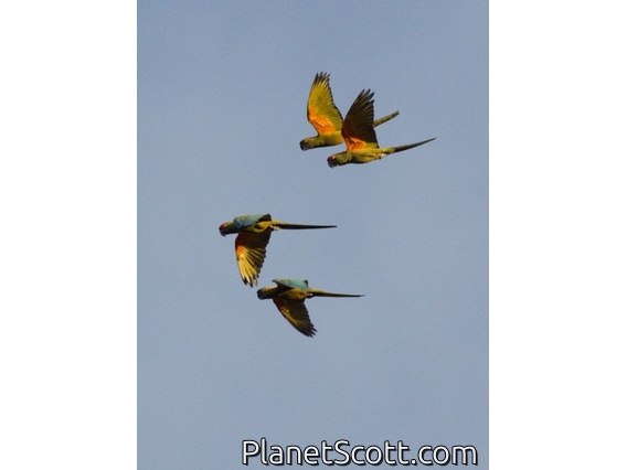 Red-fronted Macaw (Ara rubrogenys)
