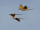 Red-fronted Macaw (Ara rubrogenys)