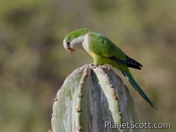 Cliff Parakeet (Myiopsitta luchsi)