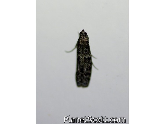 Crambid Snout Moth (Crambidae sp)
