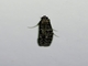 Crambid Snout Moth (Crambidae sp)