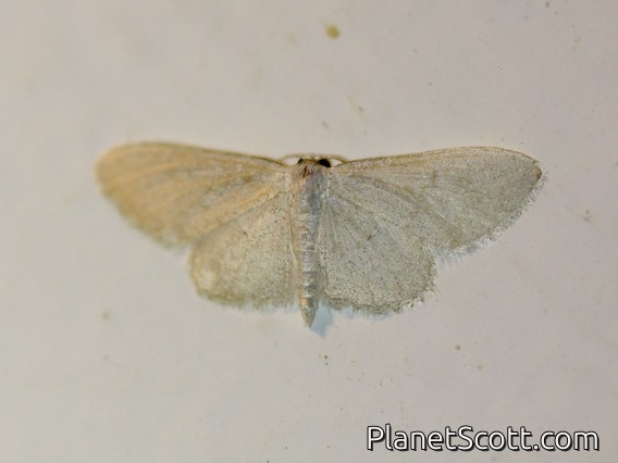 Geometer Moth (Idaea sp)