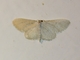 Geometer Moth (Idaea sp)