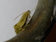 Crambid Snout Moth (Crambidae sp)