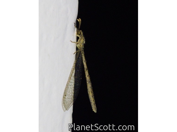Long-tailed Antlion (Austroleon sp)