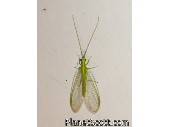Lacewing (Chrysopidae sp)