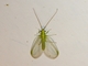 Lacewing (Chrysopidae sp)