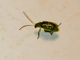 Leaf Beetle (Diabrotica sp)