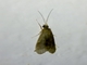 Caddisfly (Leptonema sp)
