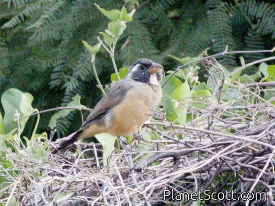 Golden-billed Saltator (Saltator aurantiirostris)