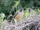 Golden-billed Saltator (Saltator aurantiirostris)