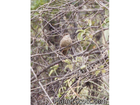 Bolivian Earthcreeper (Tarphonomus harterti)