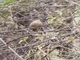 Bolivian Earthcreeper (Upucerthia harterti)