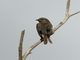 Bolivian Blackbird (Oreopsar bolivianus) - Female