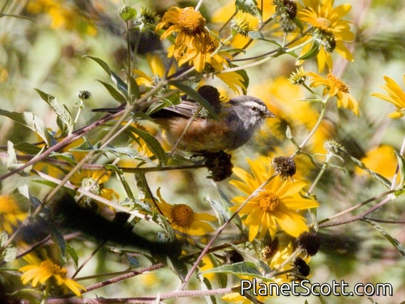 Rufous-sided Warbling Finch (Poospizopsis hypochondria)
