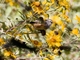 Rufous-sided Warbling Finch (Poospizopsis hypochondria)