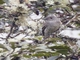 Alder Flycatcher (Empidonax alnorum)