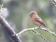 Cinnamon Flycatcher (Pyrrhomyias cinnamomeus)