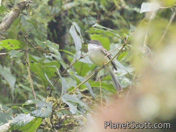 White-throated Tyrannulet (Mecocerculus leucophrys)