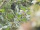 White-throated Tyrannulet (Mecocerculus leucophrys)