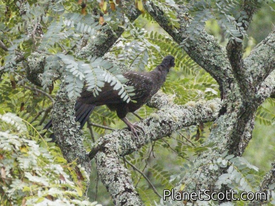 Red-faced Guan (Penelope dabbenei)