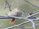 Brown-capped Tit-Spinetail (Leptasthenura fuliginiceps)