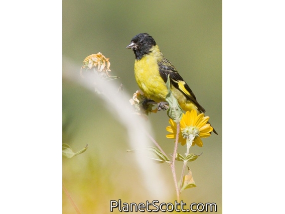 Hooded Siskin (Spinus magellanicus)