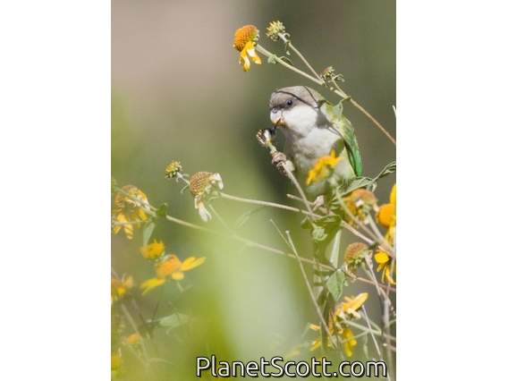 Gray-hooded Parakeet (Psilopsiagon aymara)