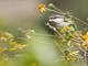 Gray-hooded Parakeet (Psilopsiagon aymara)