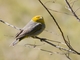 Citron-headed Yellow-Finch (Sicalis luteocephala)