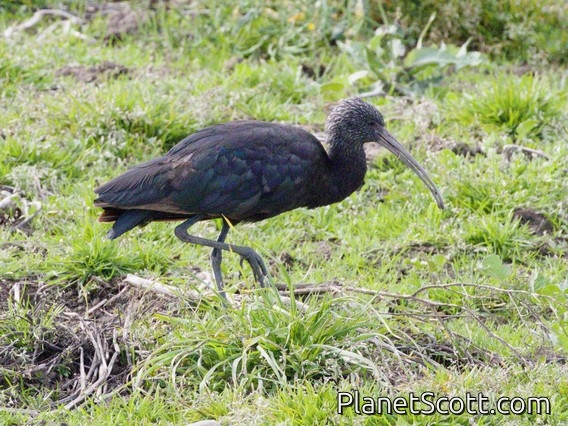 Puna Ibis (Plegadis ridgwayi)