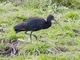 Puna Ibis (Plegadis ridgwayi)