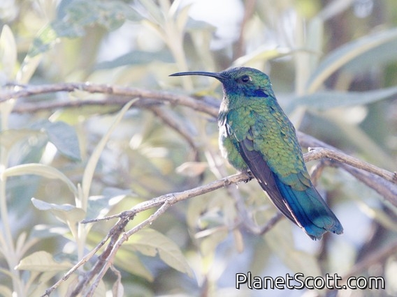 Lesser Violetear (Colibri cyanotus)