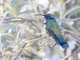 Lesser Violetear (Colibri cyanotus)