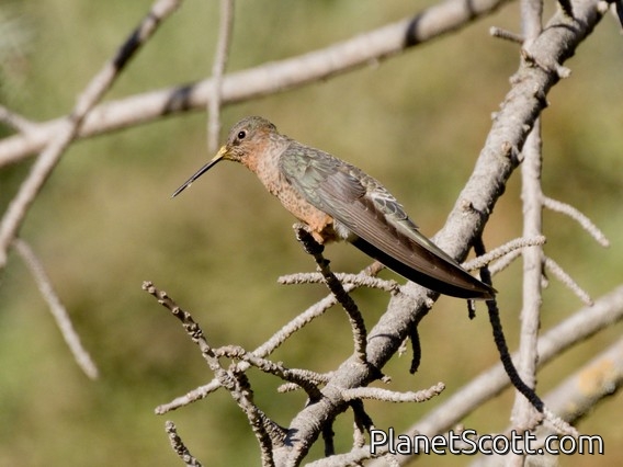 Giant Hummingbird (Patagona gigas)