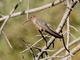 Giant Hummingbird (Patagona gigas)