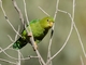 Andean Parakeet (Bolborhynchus orbygnesius)