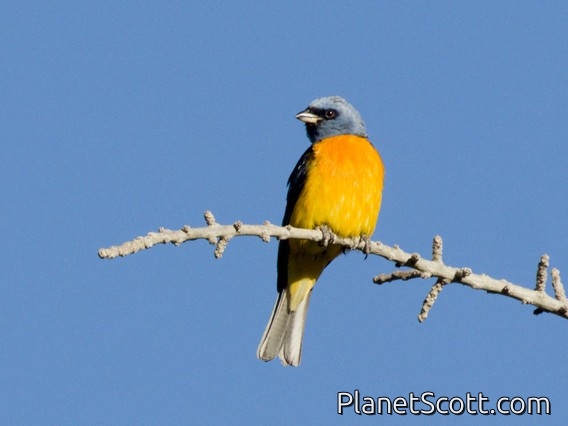 Blue-and-yellow Tanager (Rauenia bonariensis)