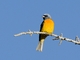 Blue-and-yellow Tanager (Rauenia bonariensis)