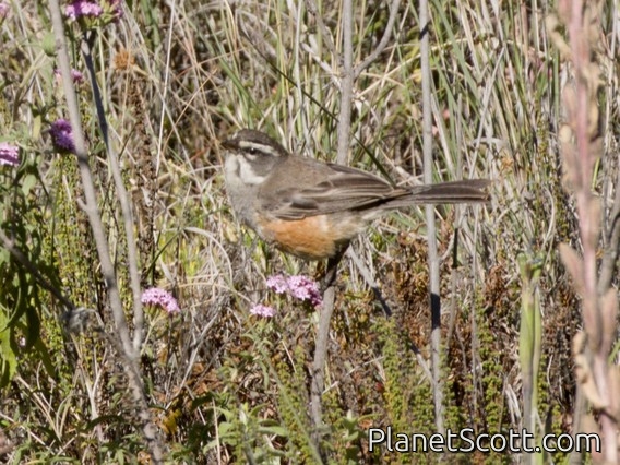 Rufous-sided Warbling Finch (Poospizopsis hypochondria)